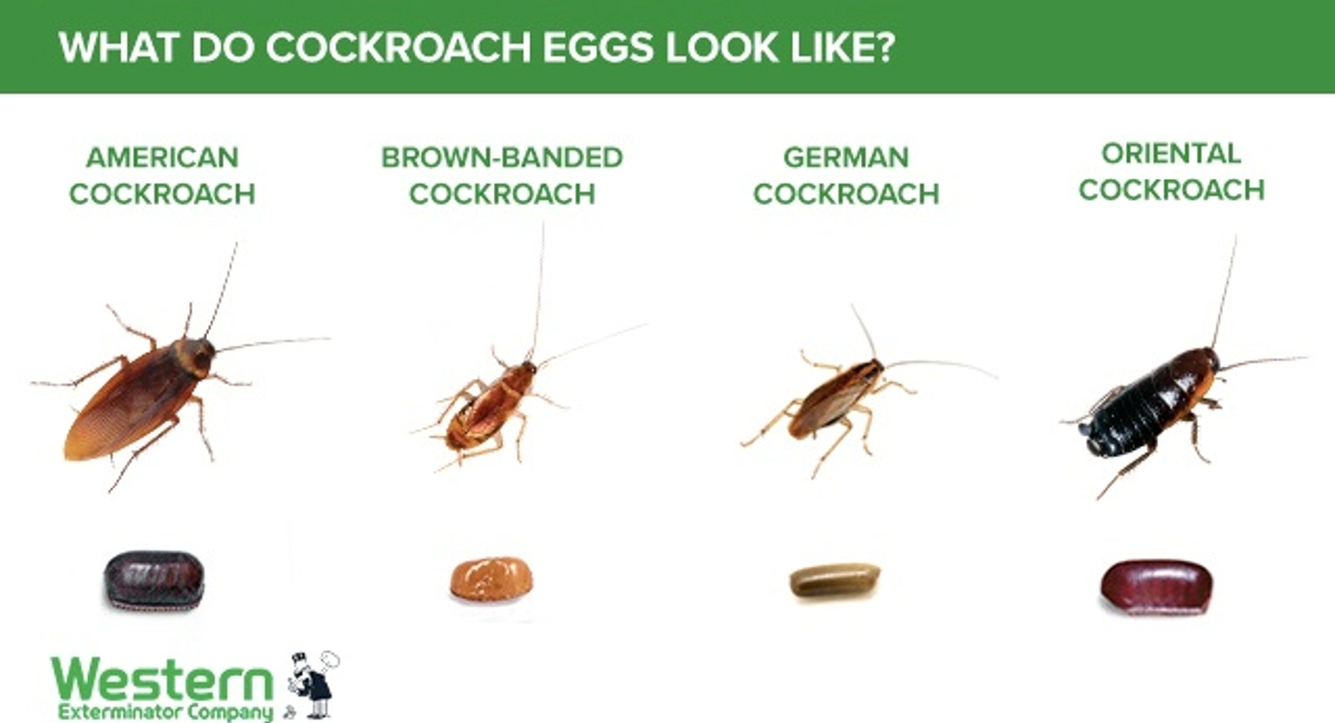 cockroach egg