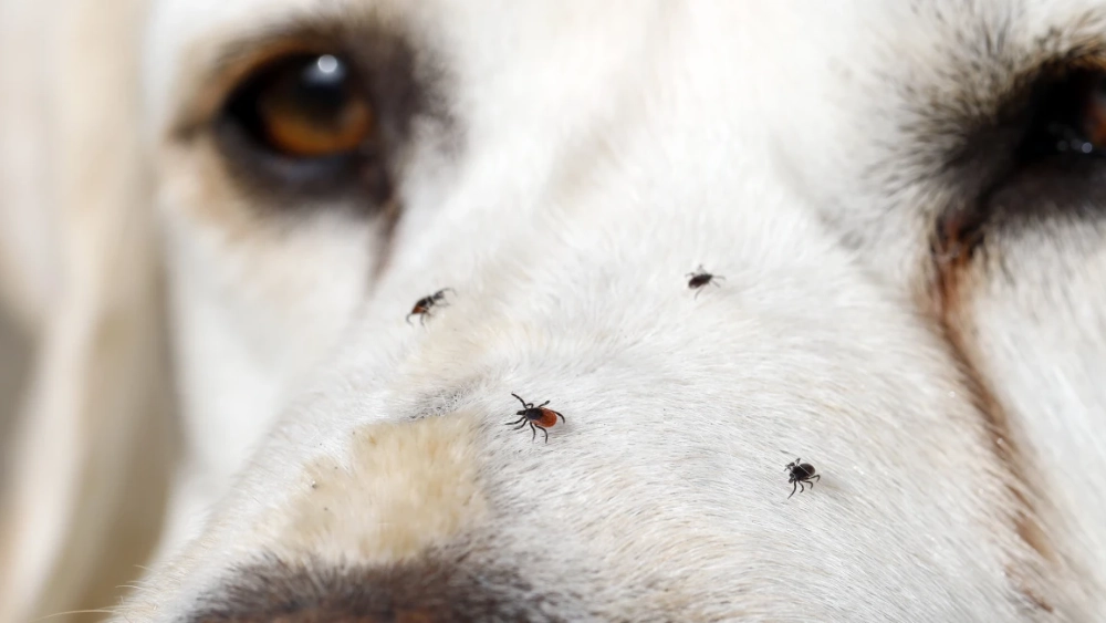 Ticks on a dog’s nose