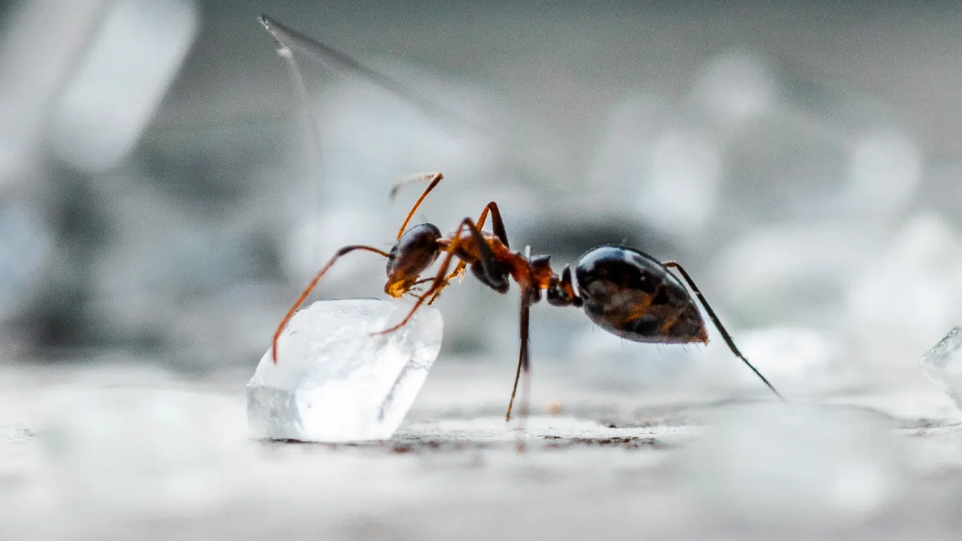 does tobacco attract ants Addict Show That Insects Can Get Hooked on Drugs, Too First-ever documented case of a