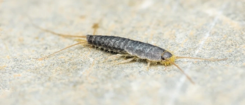 How to Get Rid of Silverfish | Western Exterminator
