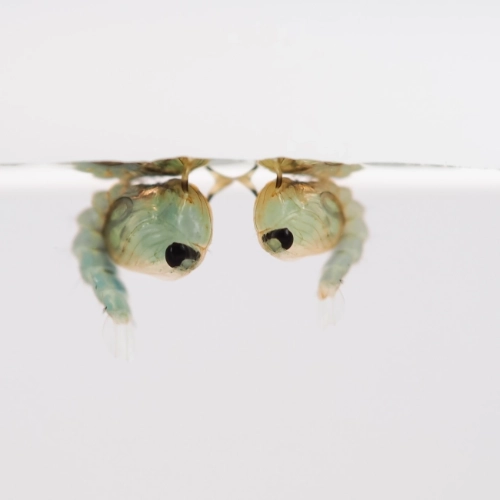 Two comma-shaped mosquito pupae in water.