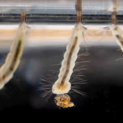 A close-up of mosquito larvae in water. 