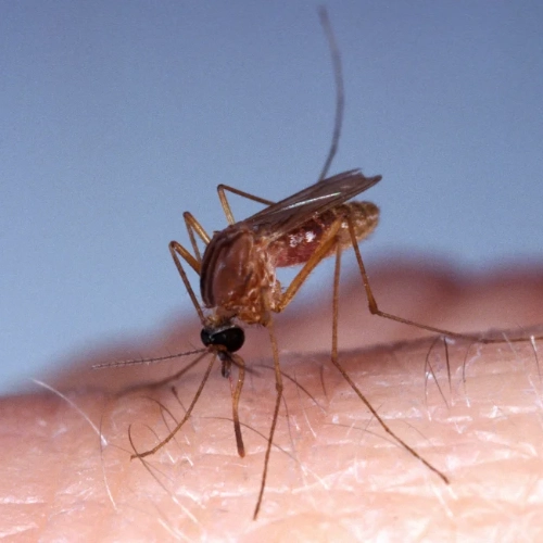 Adult female mosquito feeding