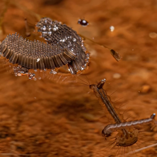 A raft of mosquito eggs floating on still water.