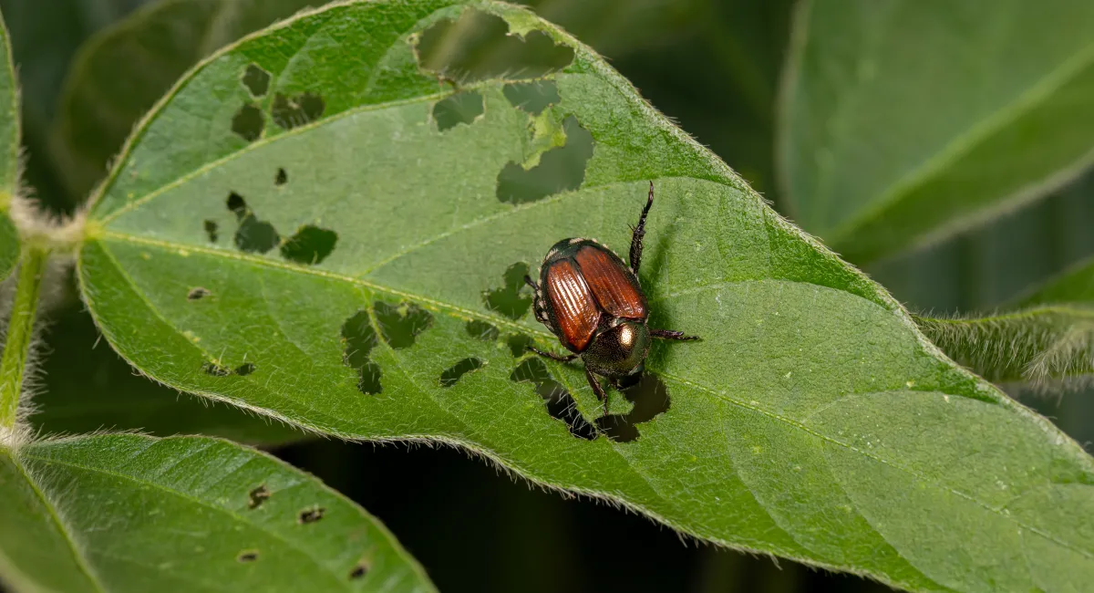  A Japanese beetle eating the leaf of a soybean plant