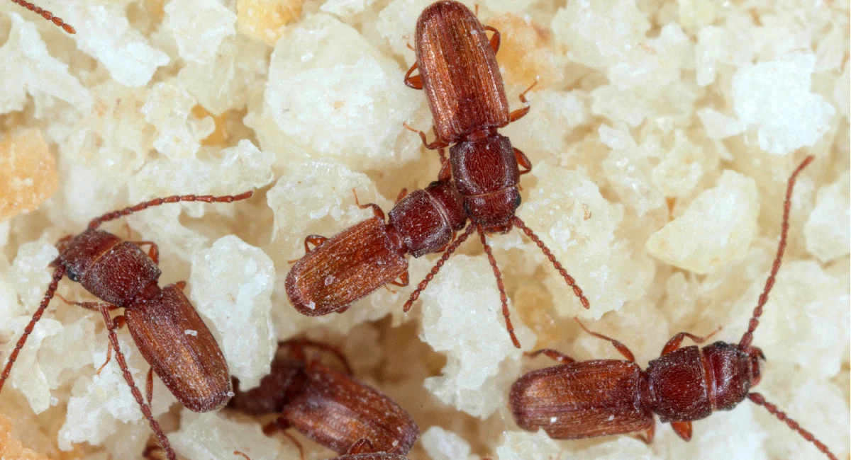 A close up photo of a sawtooth grain beetle infestation.