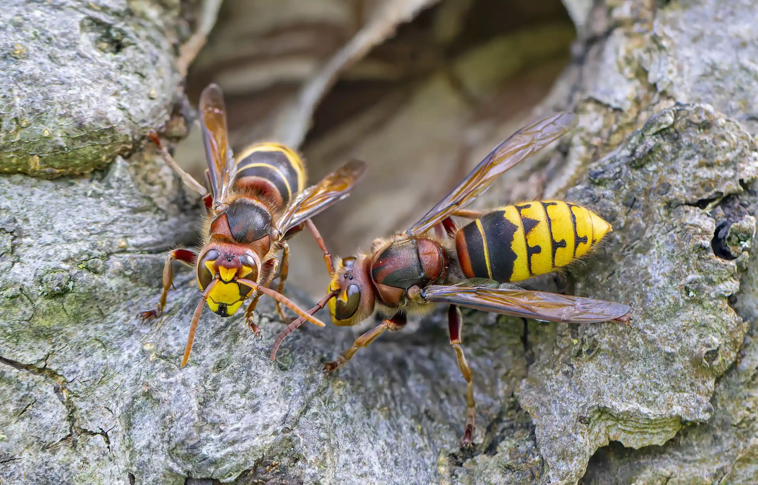Two European hornets, with orange thoraxes, crawl over a rock
