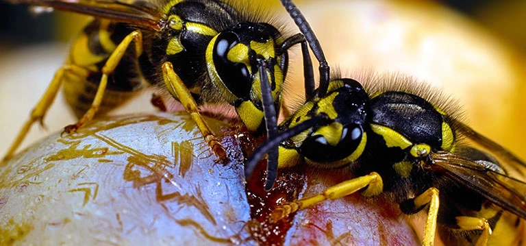 Wasps