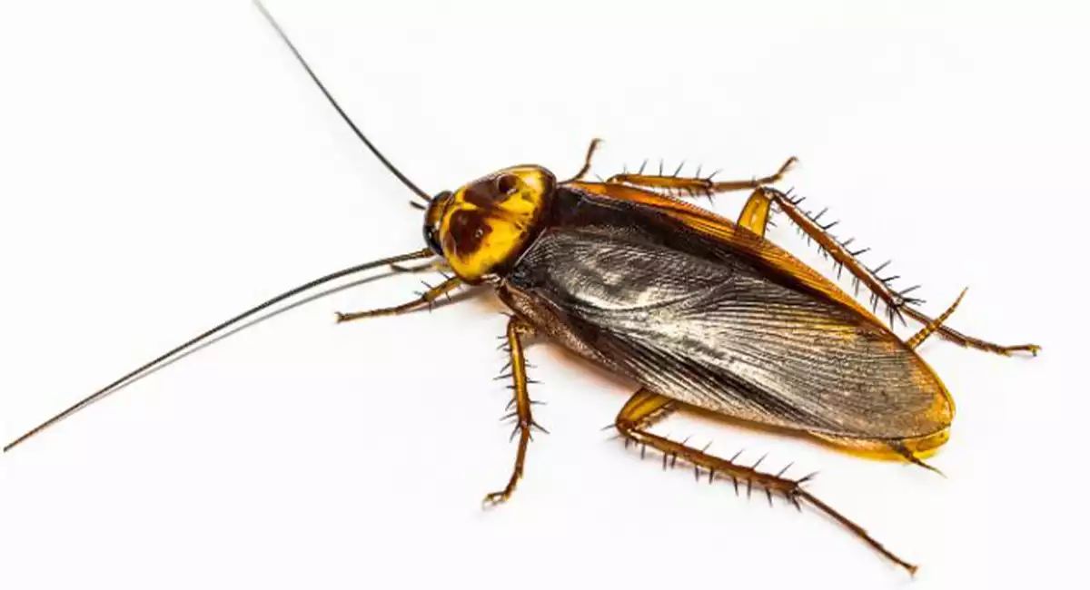 Close up view of Turkestan cockroach on white background