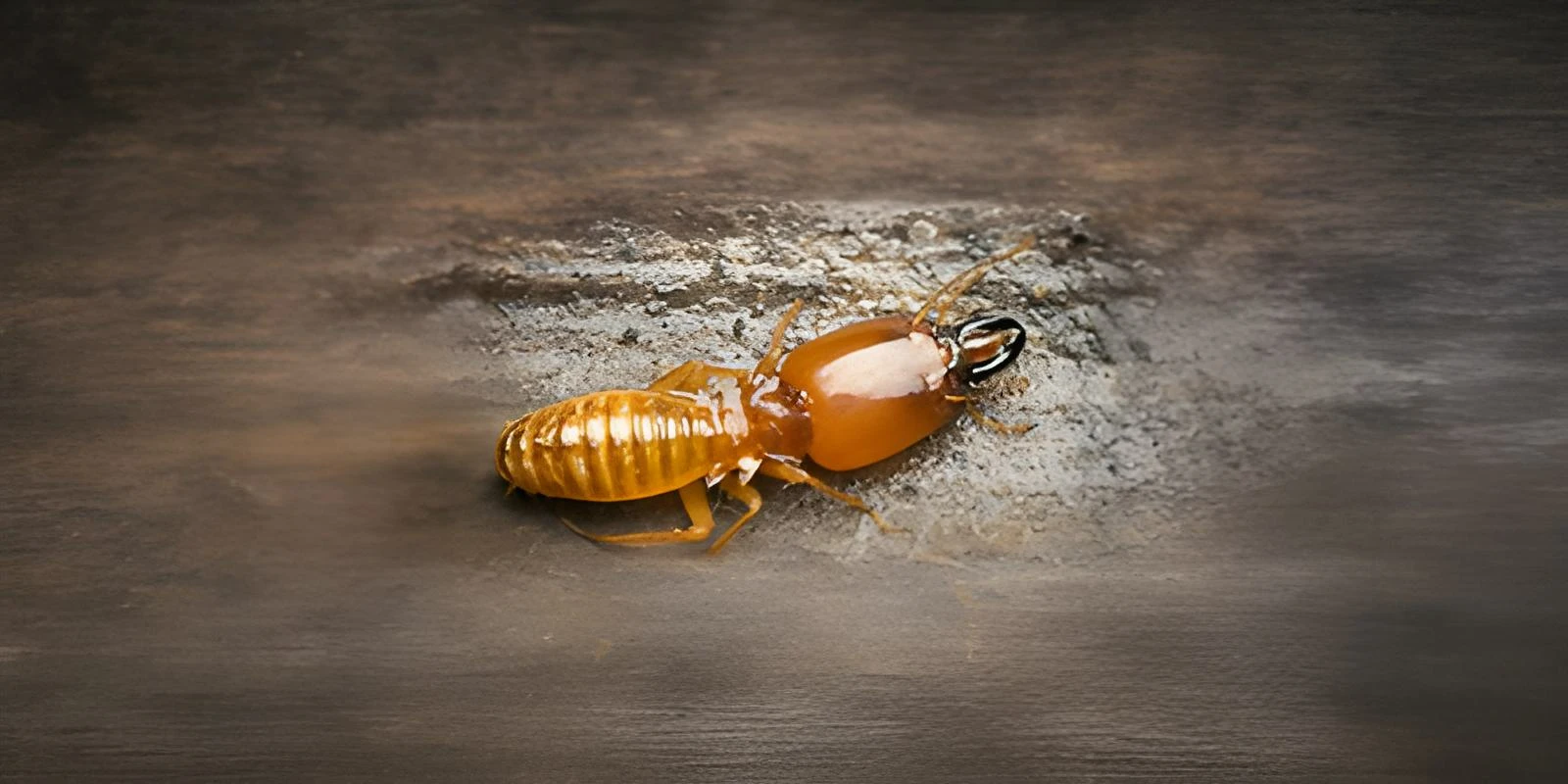 A dampwood termite, with an orange body and large black mouthparts