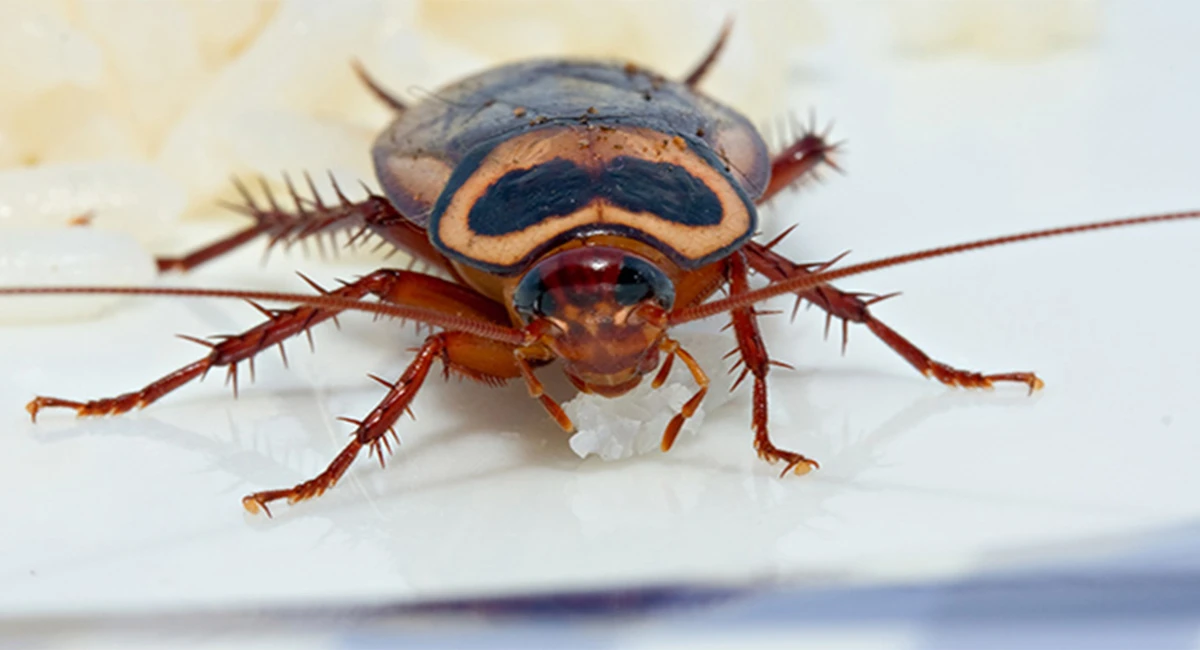 cockroach on blue background