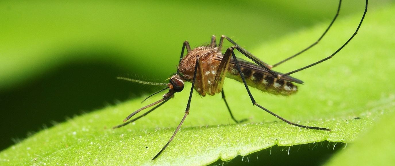 mosquito on human hand
