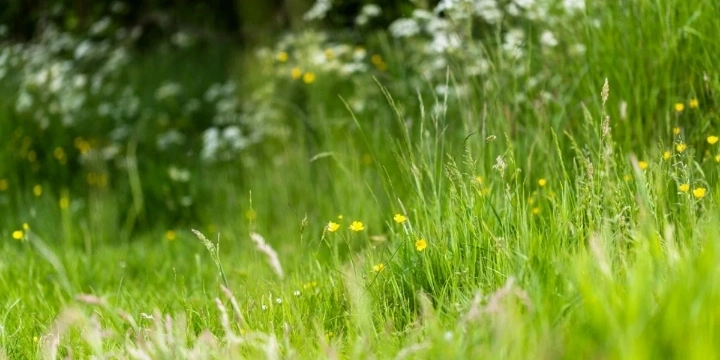 summer green grass with flowers