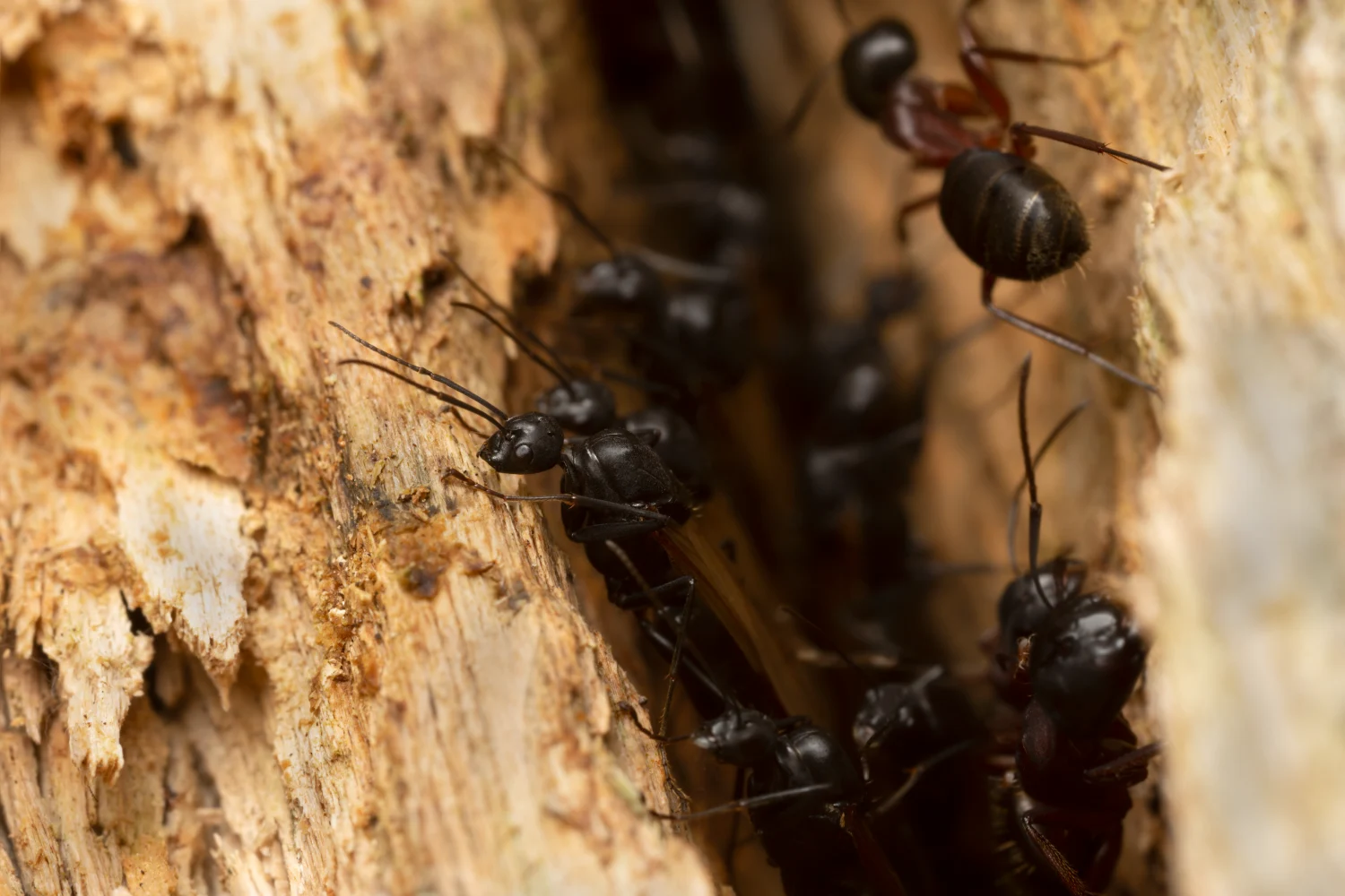 Carpenter ants on a piece of wood.