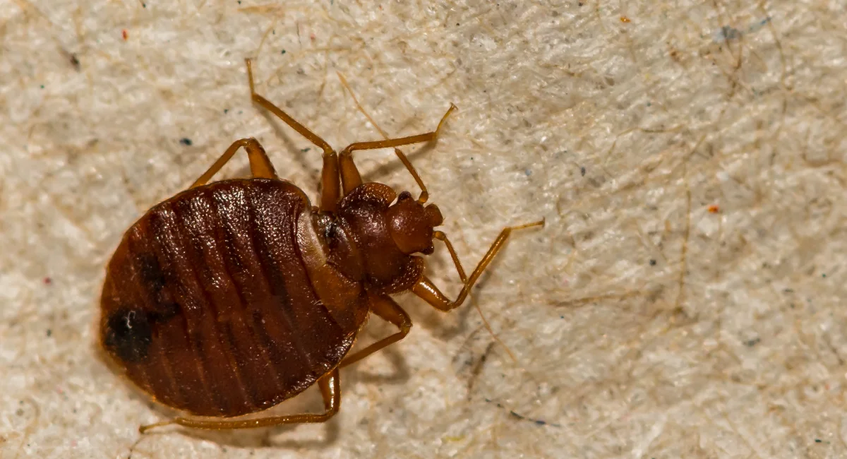 Common bed bug cimex lecturlarius
