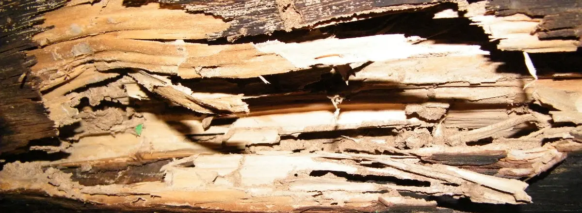 Termite wood damage