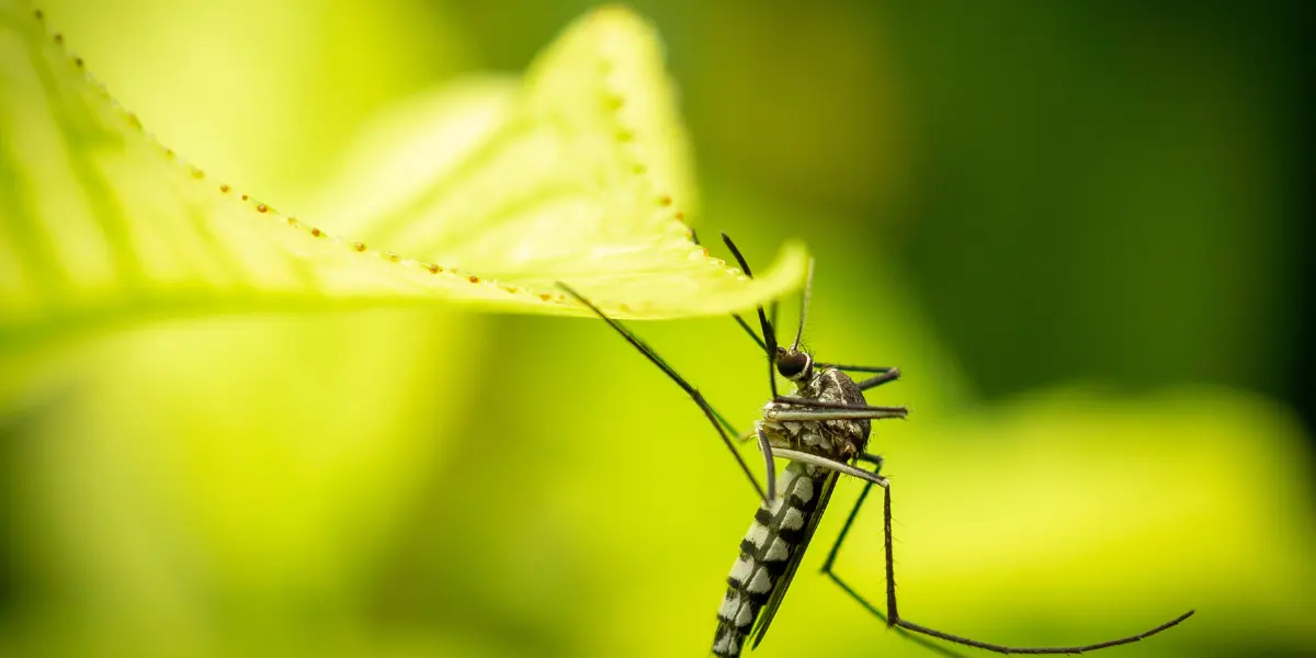 mosquito