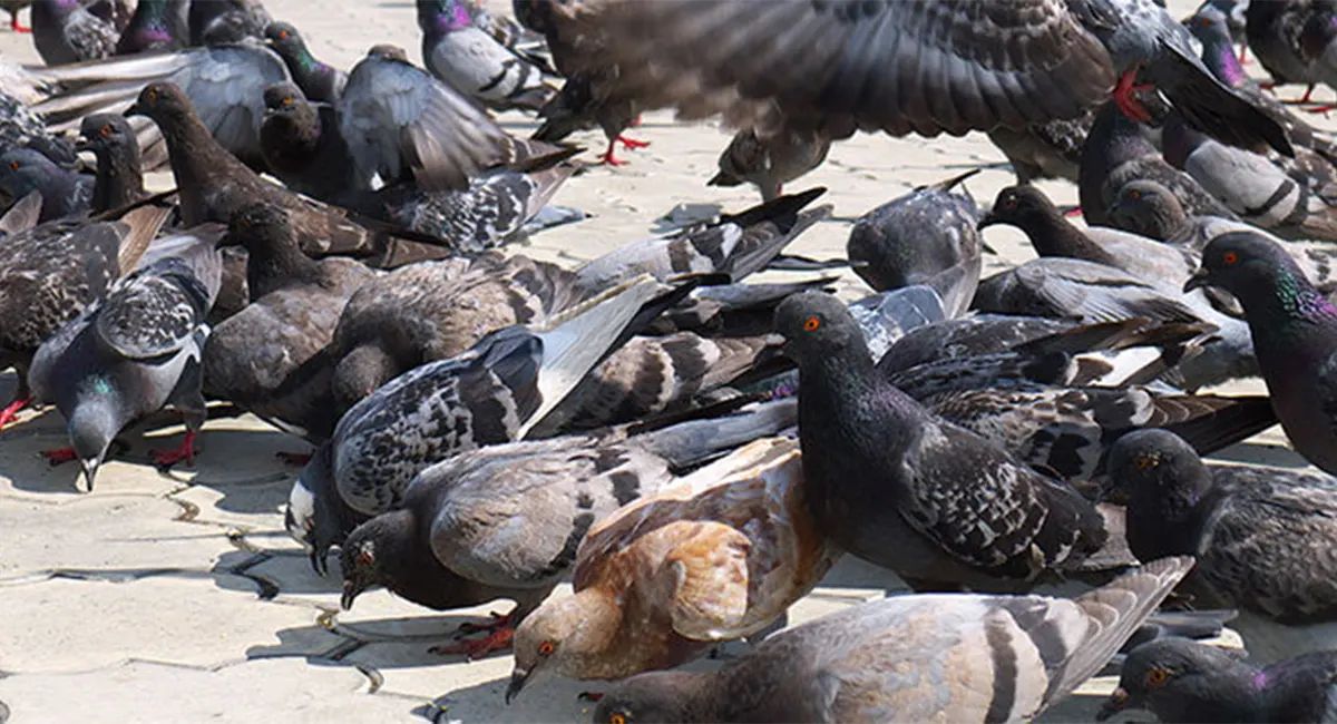 Pigeons eating