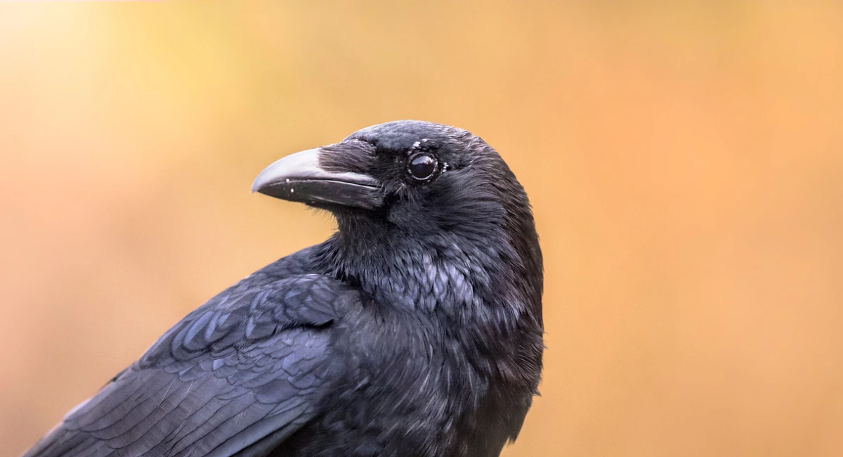 Crow in an orange background