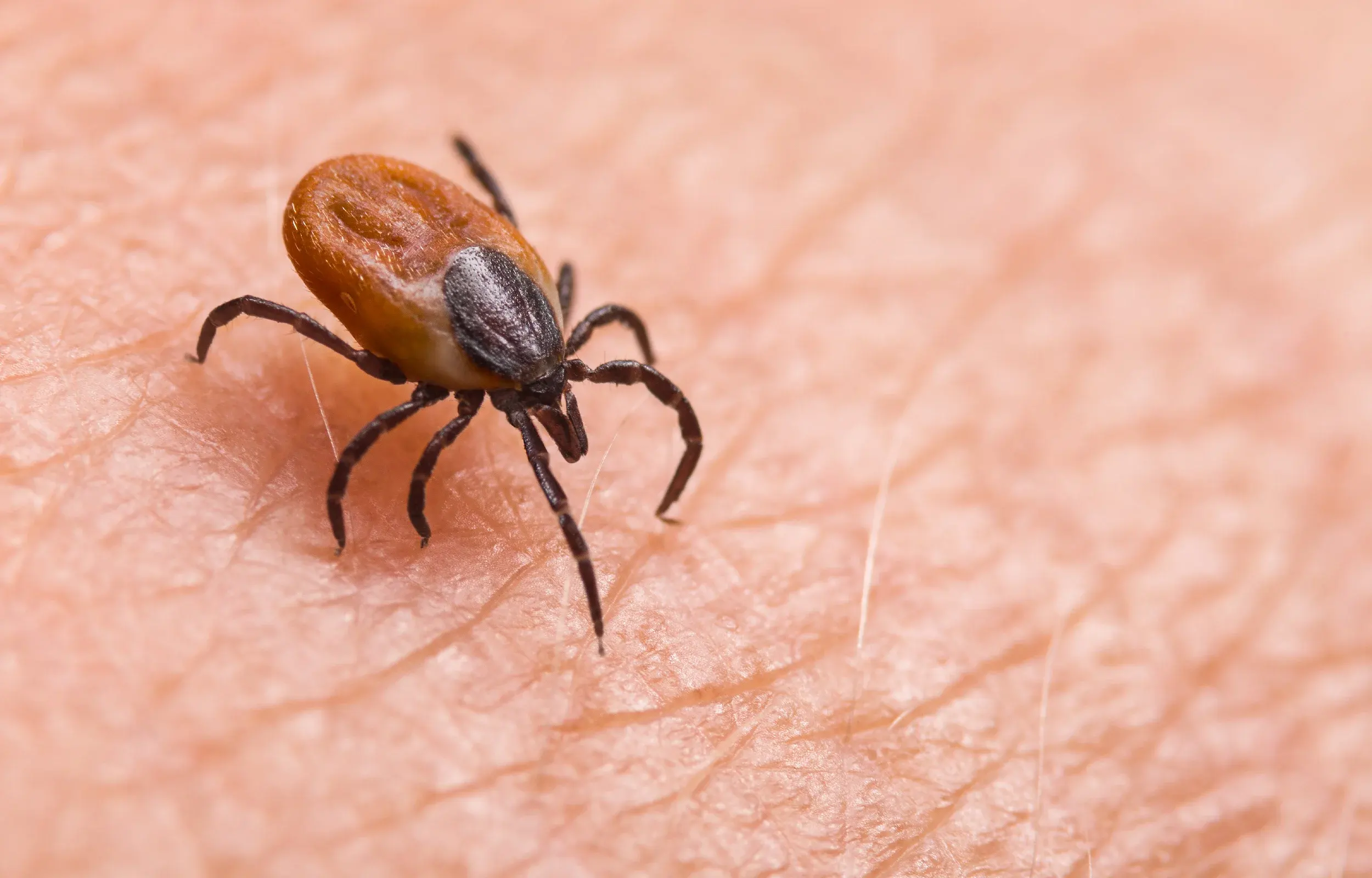 Wood tick