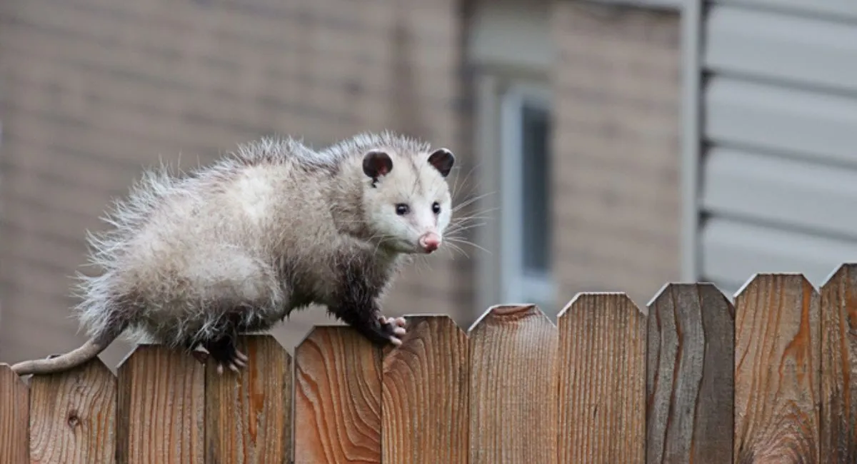 An opossum on a wooden fence