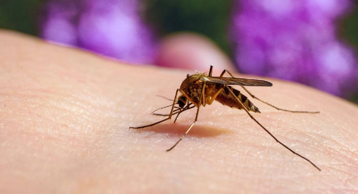 Anopheles mosquitoes