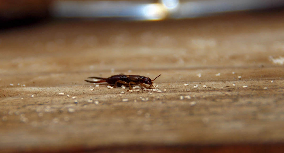 A spine-tailed earwig crawling on a wooden surface
