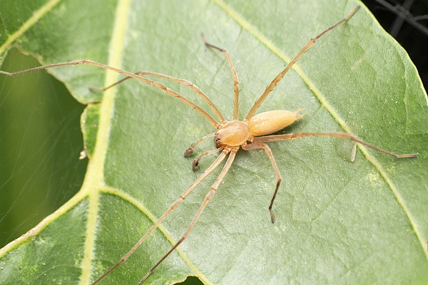 The yellow sac spider