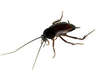 Oriental cockroaches