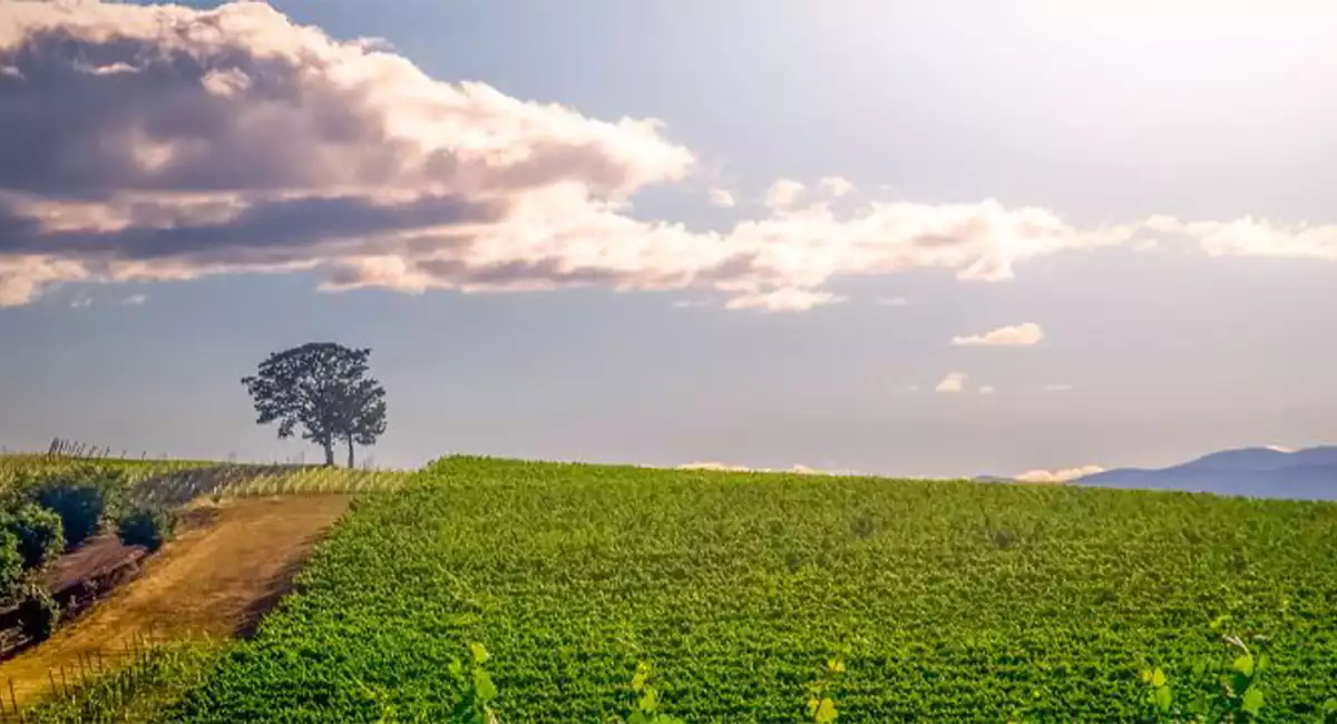 Sun setting over a field of crops with one lonely tree in the background on a blue sky day.