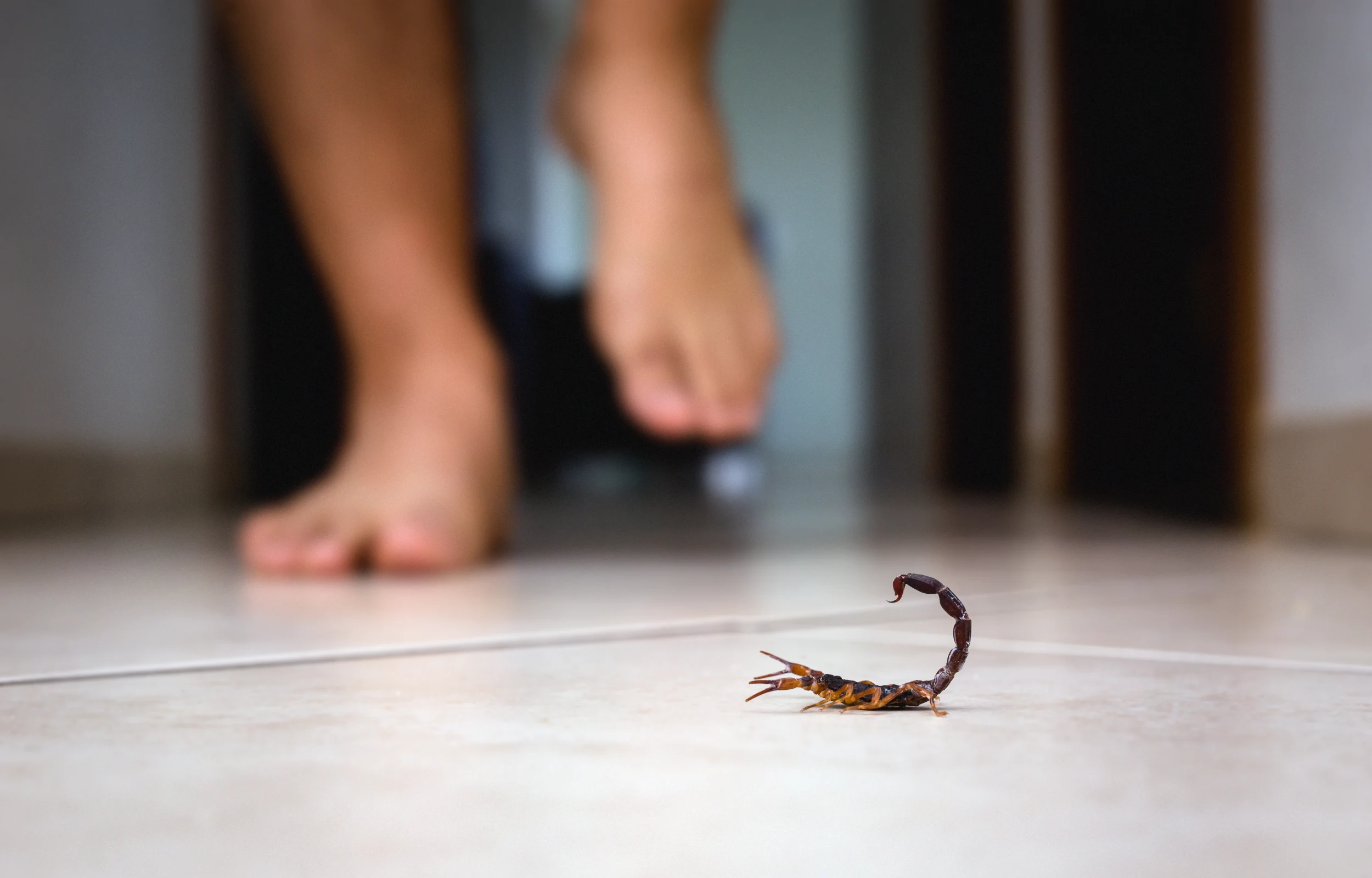 Scorpion on the floor
