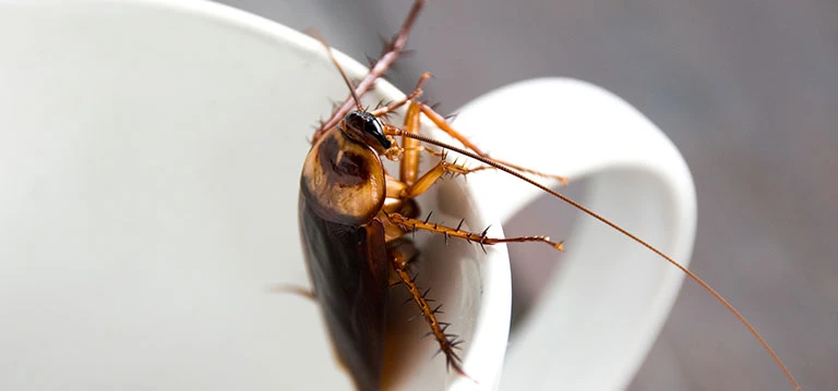 German cockroach close up