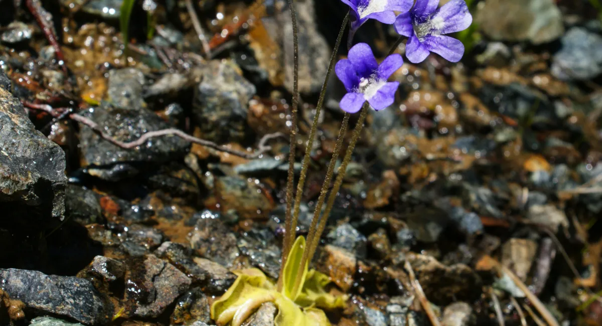 A butterwort plant growing from wet rocks, sprouting violet-colored flowers