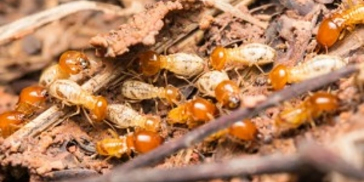 termites nesting in leaves