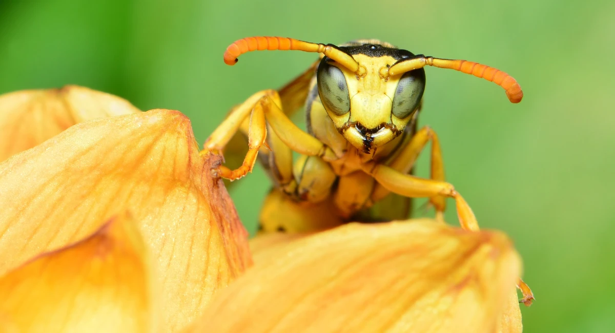 Wasp on flower petal