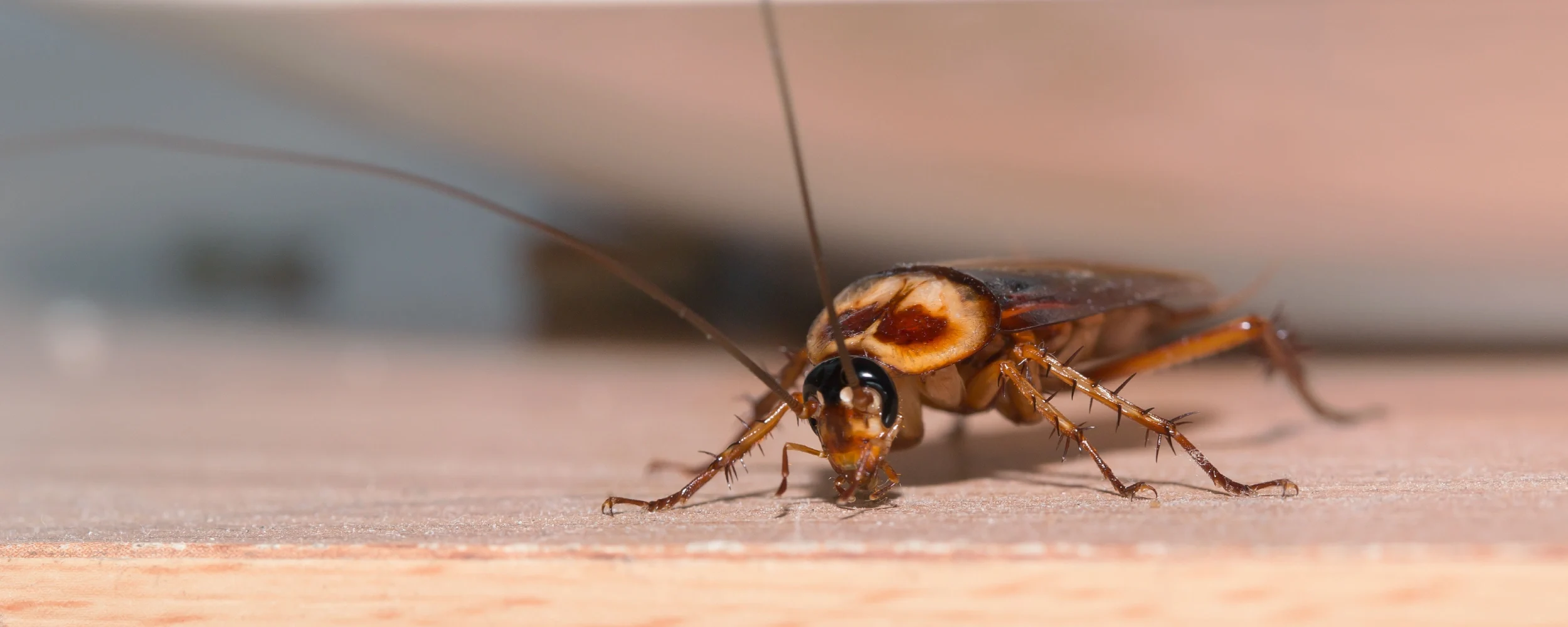 Cockroach crawling on a grey wood floor through a doorway in a home.