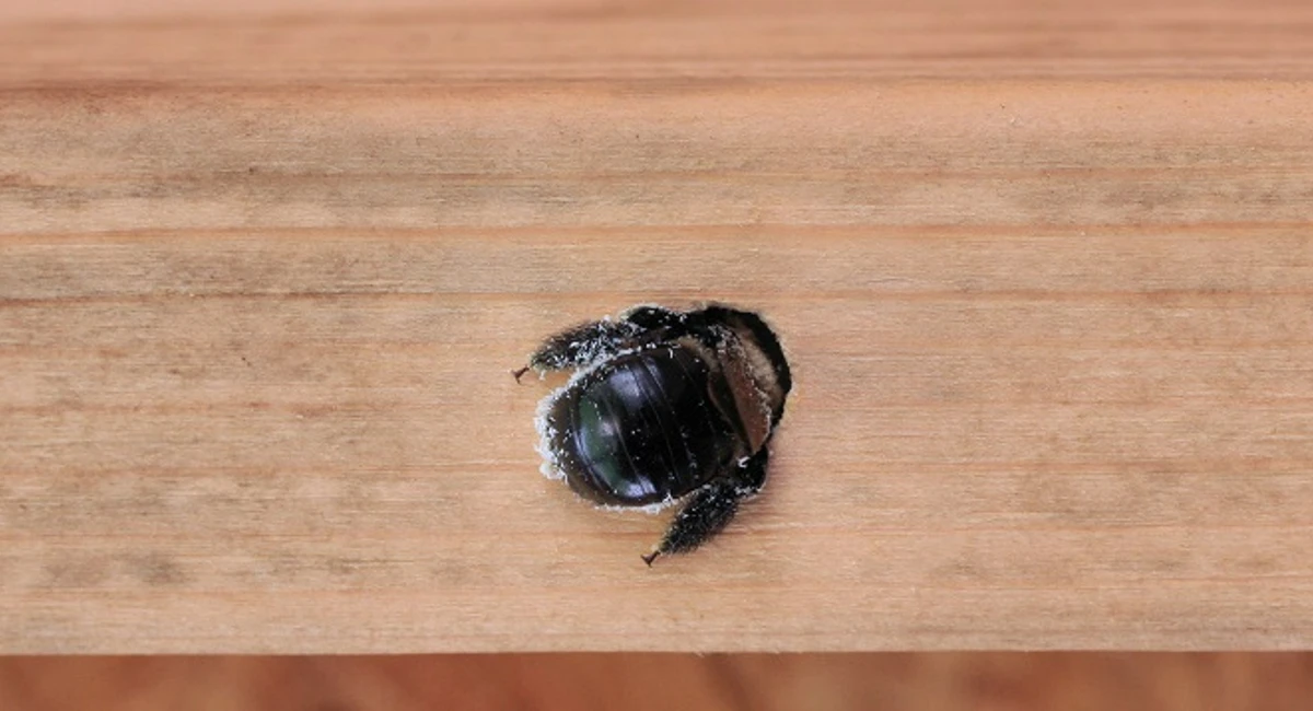 Close up of a carpenter bee on a table