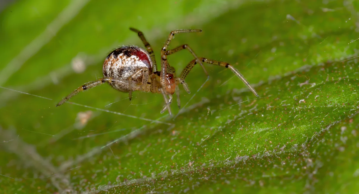 A cobweb spider on a leaf