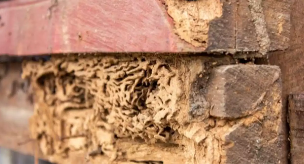 Termite damage
