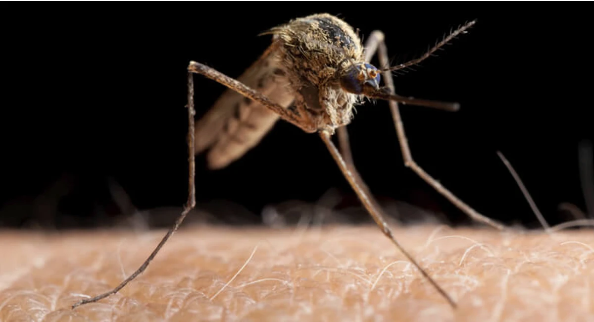 mosquito