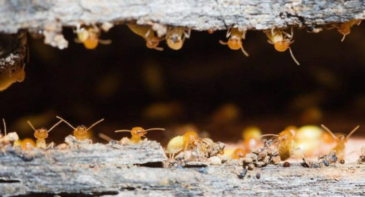 termite crawling out of nest