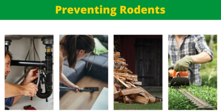 Preventing Rodents