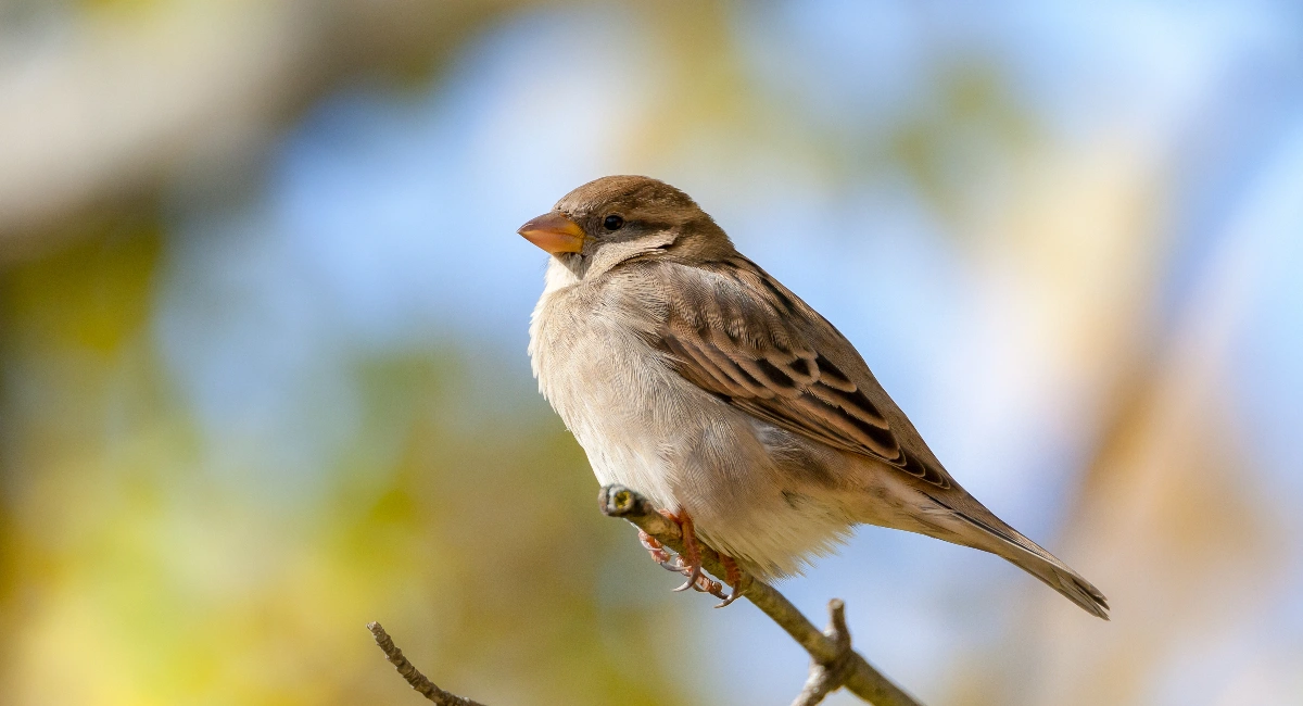 Sparrow on a tree