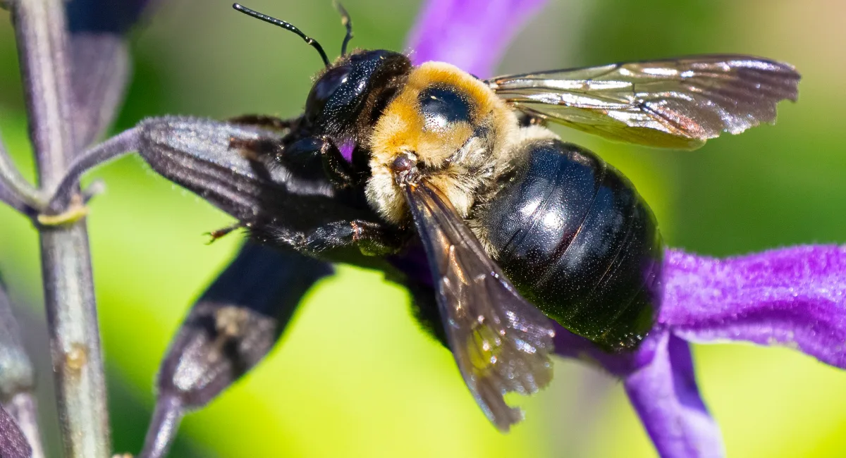 Close up of a carpenter bee feeding on a purple flower