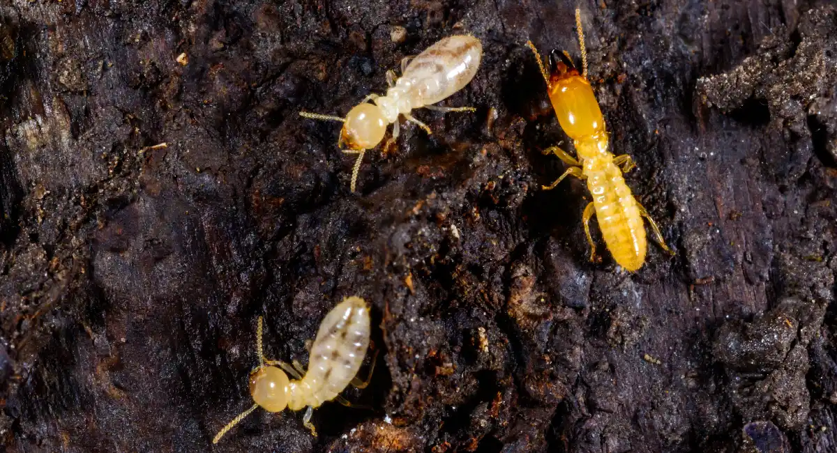 Subterranean termites Reticulitermes lucifugus, termites living under rotten wood old tree stump