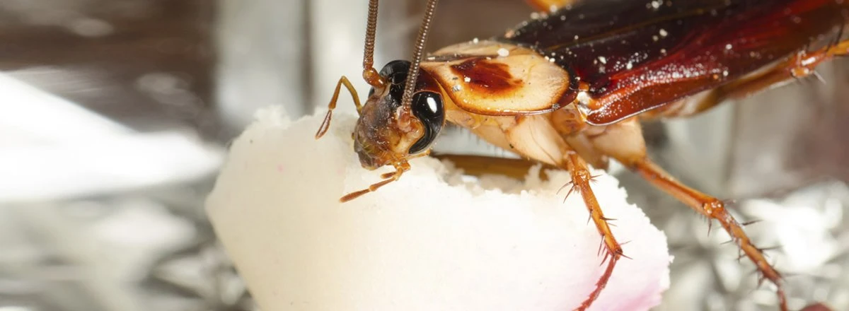 cockroach eating sugar