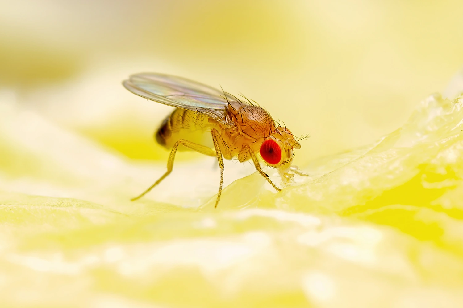 Fly