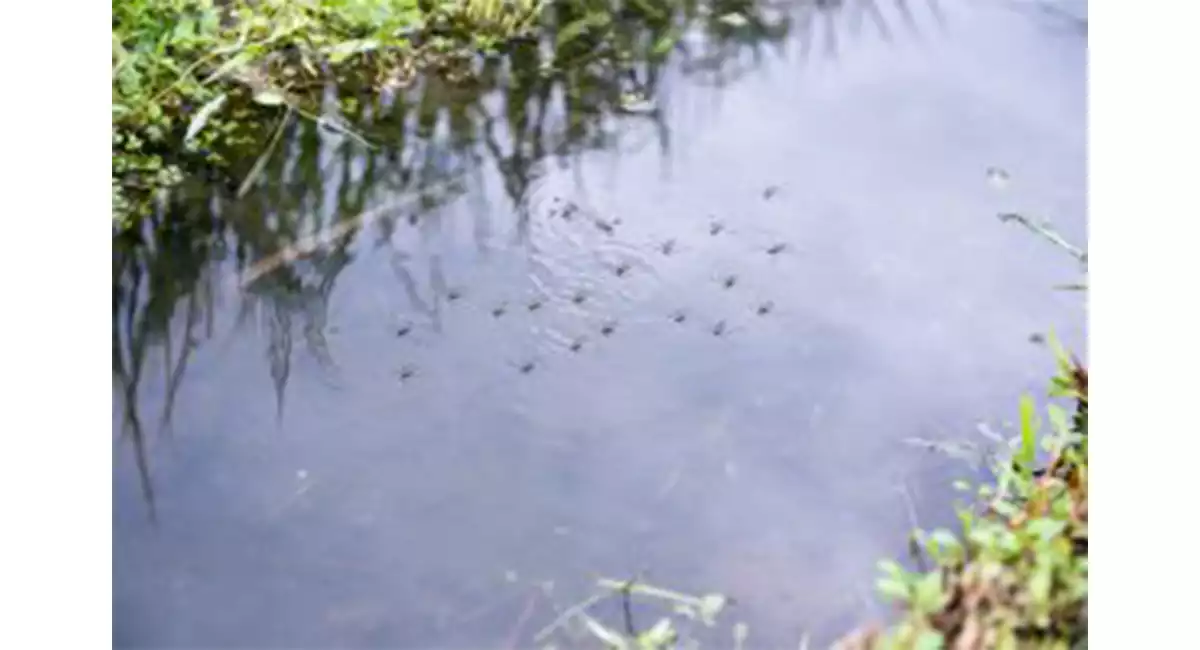 waterbug