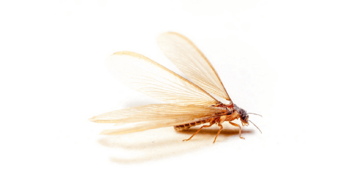 flying termite sightings