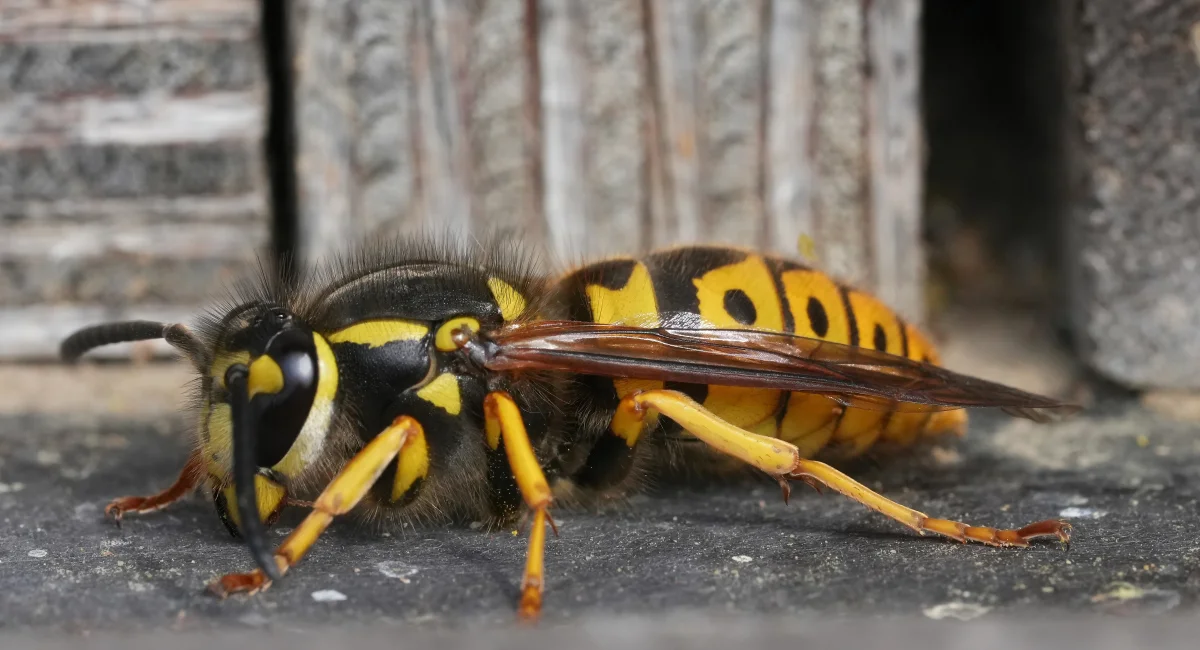 A queen yellowjacket wasp, with a black and yellow striped abdomen.